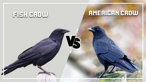 What’s the difference between a fish crow and a .